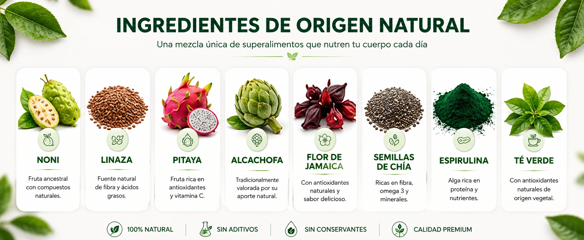 Ingredientes de origen natural de Coliplus: Noni, Linaza, Pitaya, Alcachofa, Flor de Jamaica, Semillas de Chía, Espirulina, Té Verde
